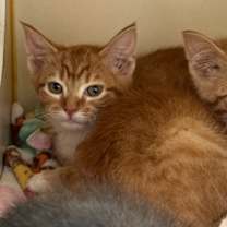 Thumbnail photo of Maxwell #2