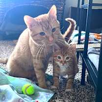 Thumbnail photo of Maxwell #3