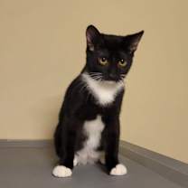 Thumbnail photo of Magpie #1