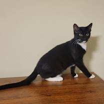 Thumbnail photo of Magpie #2