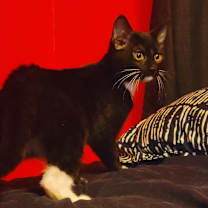 Thumbnail photo of Chickadee #1