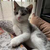 Thumbnail photo of Tom and jerry #4