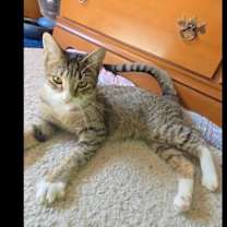 Thumbnail photo of Priscilla (Courtesy Post) #2