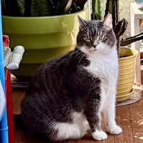 Thumbnail photo of Celeste #4