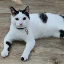 adopt-pet