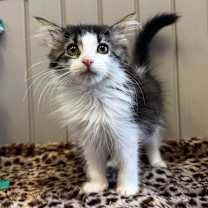 Thumbnail photo of Bootsy #2