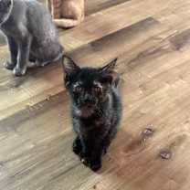 adopt-pet