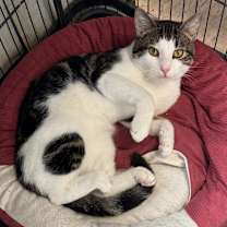 Thumbnail photo of Okie #4