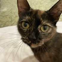 Thumbnail photo of Cherry #1