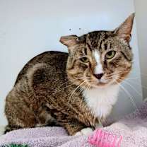 Thumbnail photo of King #1