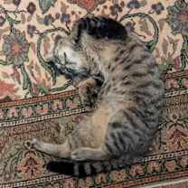 Thumbnail photo of Mr. Rogers #4