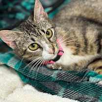 Thumbnail photo of Doll #2