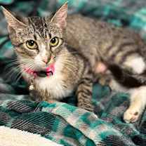 Thumbnail photo of Doll #4