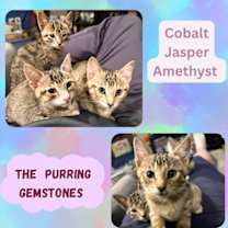 Thumbnail photo of Jasper and Cobalt of the “Purring Gemstones” #4