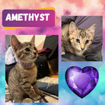 Thumbnail photo of Amethyst of the “Purring Gemstones” litter #1