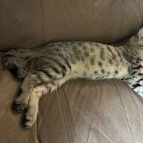 Thumbnail photo of Amethyst of the “Purring Gemstones” litter #4