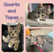 Thumbnail photo of Quartz and Topaz of the Purring Gemstone Litter! #2
