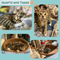 Thumbnail photo of Quartz and Topaz of the Purring Gemstone Litter! #4