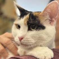 Thumbnail photo of Lunabelle #2