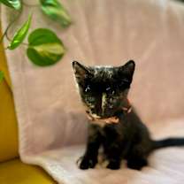 Thumbnail photo of Mimi O'Hana #1