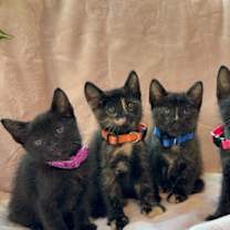 Thumbnail photo of Mimi O'Hana #2