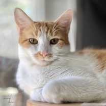 Thumbnail photo of Julius #3