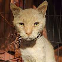 Thumbnail photo of Monty FKA Pumpkin #3