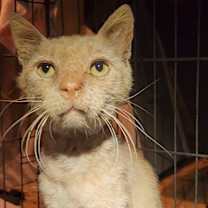 Thumbnail photo of Monty FKA Pumpkin #4