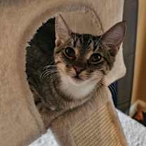 Thumbnail photo of Asher #2