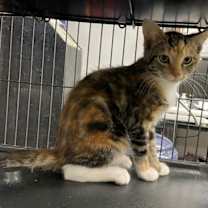 Thumbnail photo of Belle #1