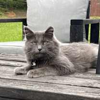 Thumbnail photo of Matcha: Not at shelter #1