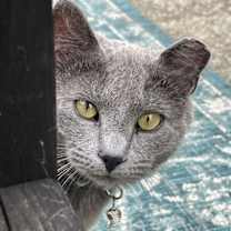 Thumbnail photo of Matcha: Not at shelter #2