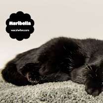 Thumbnail photo of MARIBELLA (Gives high fives) #3