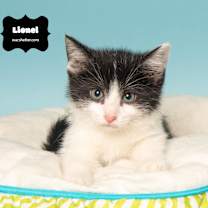 Thumbnail photo of LIONEL #3