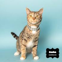 Thumbnail photo of SASHA (Check Out Video!) #2