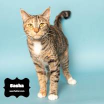 Thumbnail photo of SASHA (Check Out Video!) #3