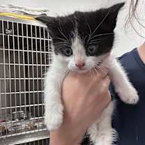 Thumbnail photo of Milk Dud #2