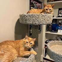 Thumbnail photo of Apollo #2