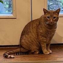 Thumbnail photo of Apollo #4