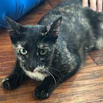 Thumbnail photo of Hana O'Hana #3