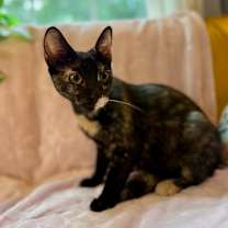 Thumbnail photo of Hana O'Hana #4