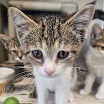 Thumbnail photo of Bella #1