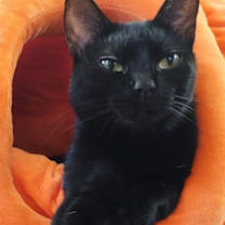 Thumbnail photo of Jasmine #1