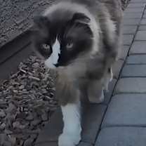 Thumbnail photo of Lando #1