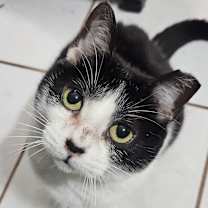 Thumbnail photo of Viola-Short Legs. Big Love. #1