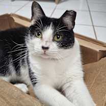 Thumbnail photo of Viola-Short Legs. Big Love. #2