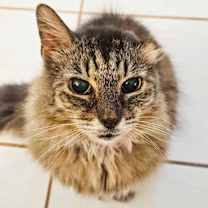 Thumbnail photo of Mikey – Age 8-Your New Bestie #1