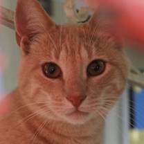 Thumbnail photo of Butternut #1