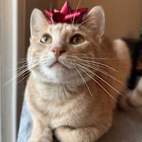 Thumbnail photo of Butternut #2