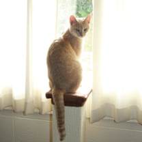 Thumbnail photo of Butternut #4